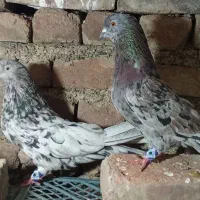 کبوتر زینتی