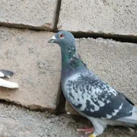 کبوتر پلاکی با شجره