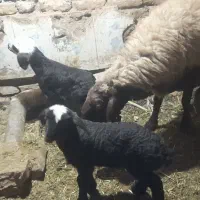 یکعددمیش دوقلو زا بادوبره نروماه شال هترو