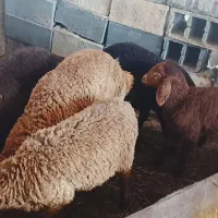 بره نر ماده