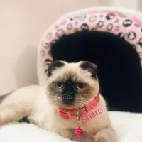 اسکاتیش ماده