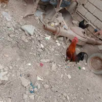 حمیدیه دهکده