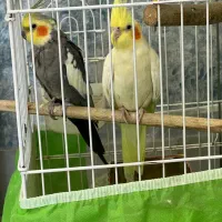 عروس هلندی مولد با جوجه