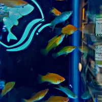 رمبو بوسمانی. رمبو استرالیایی. سوارتیل|ماهی|شهریار, شهرک وائین|دیوار