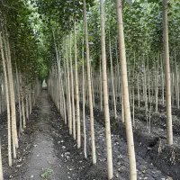 مقاوم به سرما و یخ‌زدگی|خدمات باغبانی و درختکاری|تبریز, |دیوار