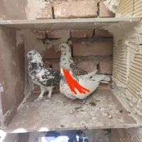 کبوتر|پرنده|سرپل ذهاب, |دیوار