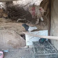 یک جفت کله سیاه بدون غلط