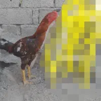 خروس لاری اصل