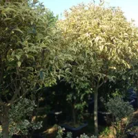 انواع گلهای باغ وباغچهویلاوبالکن|گل و گیاه طبیعی|تهران, ترمینال غرب|دیوار