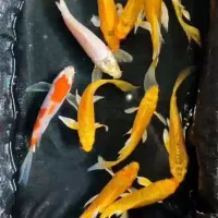 ماهی عید|ماهی|چمران, |دیوار