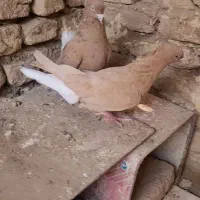 کبوتر دم سفید|پرنده|خلیل آباد, |دیوار