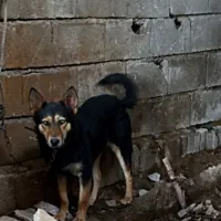 واگذاری سگ گرگی