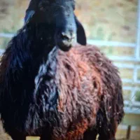 بره نر پای پروار