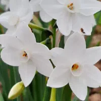 پیاز گلهای معطر|گل و گیاه طبیعی|رشت, نیروی دریایی|دیوار