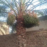 کاردرخت بندی وگرازدرخدمتم