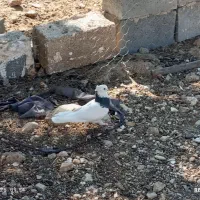 کبوتر طوقی|پرنده|کوهمره, |دیوار