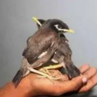 خرید و فروش جوجه مینا