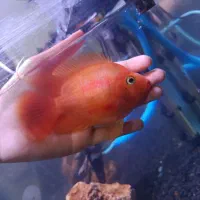 2 تا پرت 2 تا پنکوسی بی‌نظیر فوری