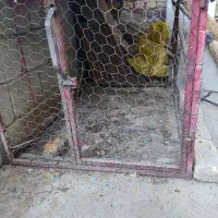 یک عدد تور مرغی فروشی سالم|لوازم جانبی حیوانات|چادگان, |دیوار