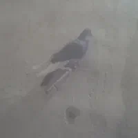 کبوتر میناسیاه|پرنده|هامون, |دیوار