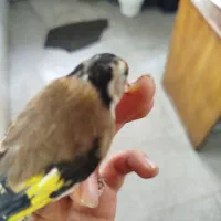 سهره|پرنده|الوند, |دیوار