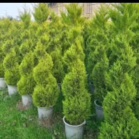 گل و گیاه زینتی و باغچه ای|گل و گیاه طبیعی|تهران, جردن|دیوار