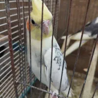 جفت بالغ لوتینودوکت ولوتینو کارداده|پرنده|قم, پردیسان|دیوار