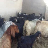 فروش بز یا معاوضه با میش|حیوانات مزرعه|شیراز, نجم آباد|دیوار