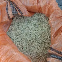 جو بذری|خدمات باغبانی و درختکاری|محمدیه-قزوین, |دیوار