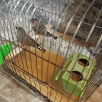 جفت فنچ با جوجه و ۴ تخم بدون قفس