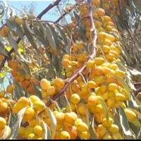 عرضه انواع کود ارگانیک کشاورزی