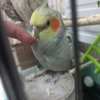 عروس هلندی نر مست