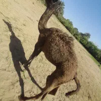 چهار عدد هاشی|حیوانات مزرعه|دلگان, |دیوار