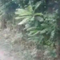 باغ ویلا آماده سند تک برگ 1550متری قطعه بندی|فروش زمین و ملک کلنگی|تالش, جوکندان|دیوار