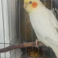 فروش یک جفت عروس هلندی|پرنده|شیراز, سایت اداری|دیوار