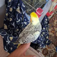 عروس هلندی سرلاکی