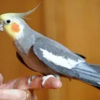 یک جفت عروس دستی وسخنگو|پرنده|قم, شاه سید علی|دیوار