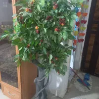 درخت گیلاس خوشکل زیبا