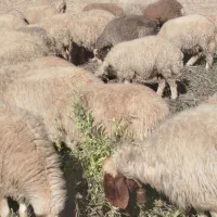 50راس گوسفند|حیوانات مزرعه|دره شهر, |دیوار