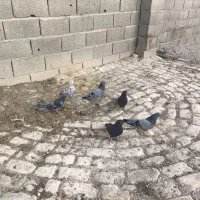 کبوتر اصفهان|پرنده|حبیب آباد, |دیوار