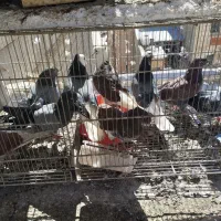 کفتر خوب پرشی