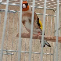 سهره لربخون .