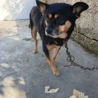 سگ پاکوتاه نژاد دار