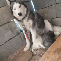 فروش سگ هاسکی