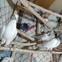 ۶ عدد کبوتر گشتی|پرنده|سنندج, |دیوار