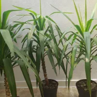 انواع  گلها  سیکاس ویوکا