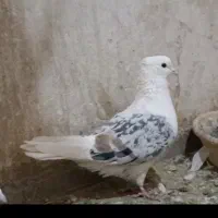 دوکت هفت رنگ نر و ماده