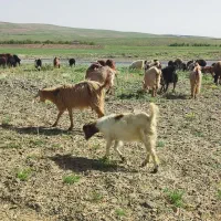 فروش بزغاله