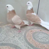 کفتر شازده زرد تهرونی دمگیر بدرنگ خرقه  سیاه پشت