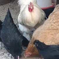 مرغ خروس